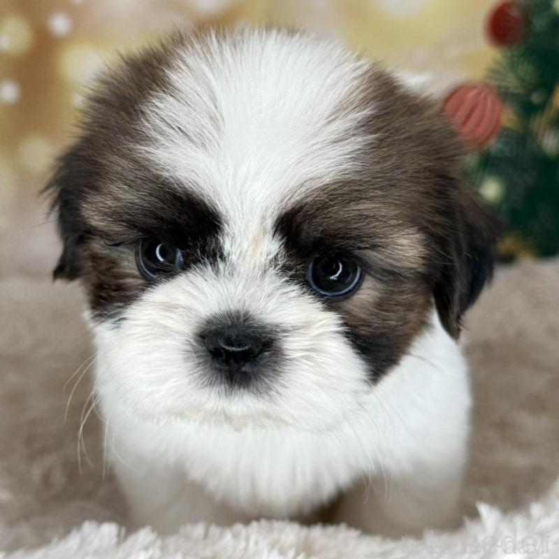 販売中の兵庫県のシーズー-425844