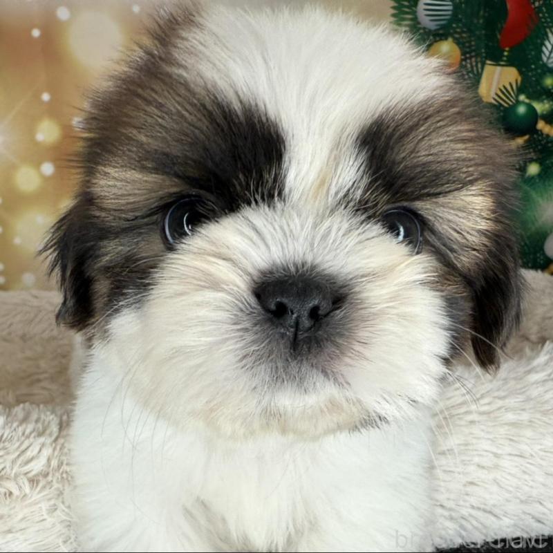 販売中の兵庫県のシーズー-425844の2枚目