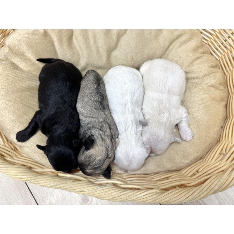 販売中の愛知県のチワマル:チワワ×マルチーズ-425845の2枚目