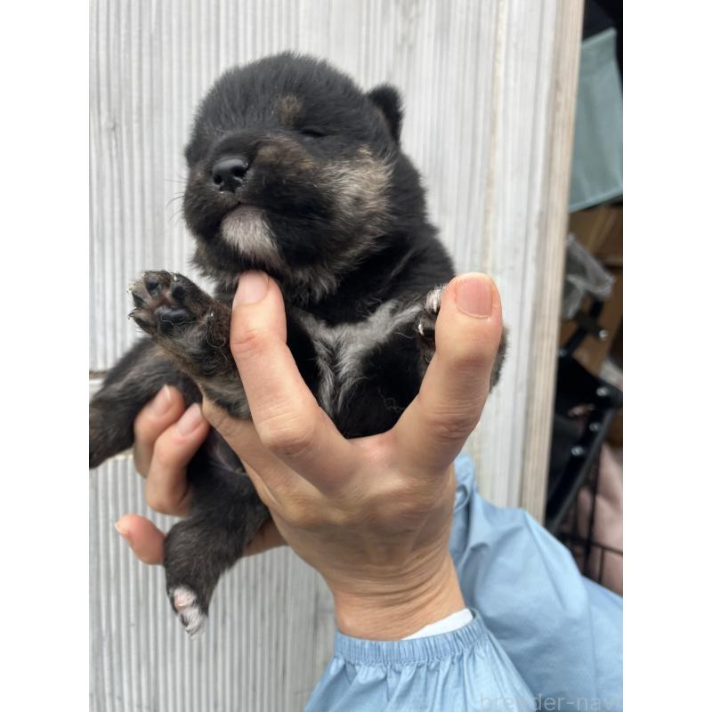 販売中の福岡県の豆柴-424152の8枚目