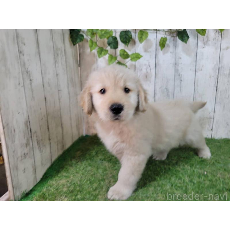 販売中の三重県のゴールデンレトリーバー-425847の5枚目