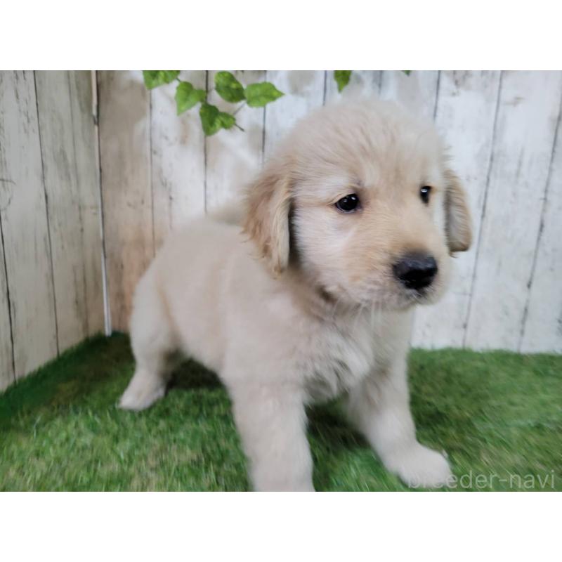 販売中の三重県のゴールデンレトリーバー-425847の4枚目