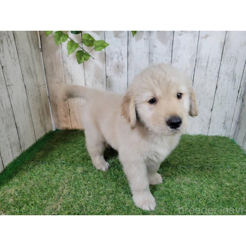 販売中の三重県のゴールデンレトリーバー-425847の3枚目