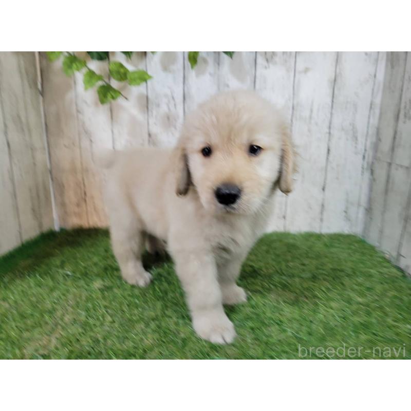 販売中の三重県のゴールデンレトリーバー-425847の2枚目