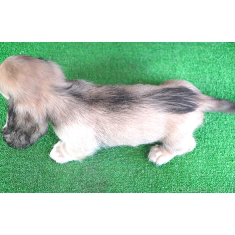 販売中の愛媛県のミニチュアダックスフンド(ロングヘアード)-425848の3枚目