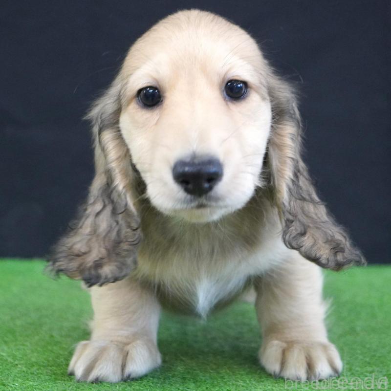 販売中の愛媛県のミニチュアダックスフンド(ロングヘアード)-425848の1枚目