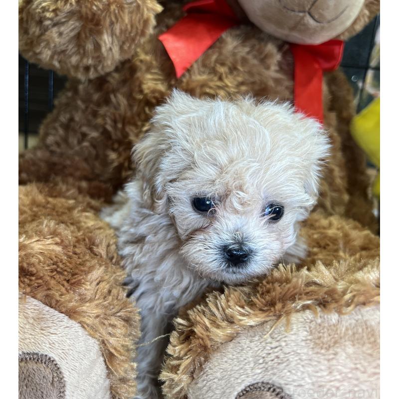 成約済の埼玉県のマルプー:マルチーズ×トイプードル-423080の6枚目