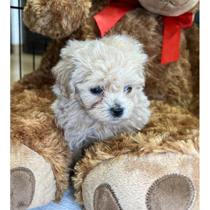 成約済の埼玉県のマルプー:マルチーズ×トイプードル-423080の5枚目