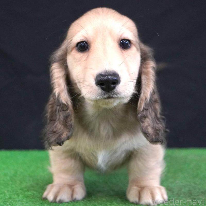 販売中の愛媛県のミニチュアダックスフンド(ロングヘアード)-425848の2枚目