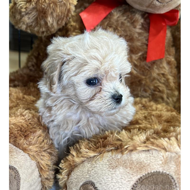 成約済の埼玉県のマルプー:マルチーズ×トイプードル-423080の4枚目