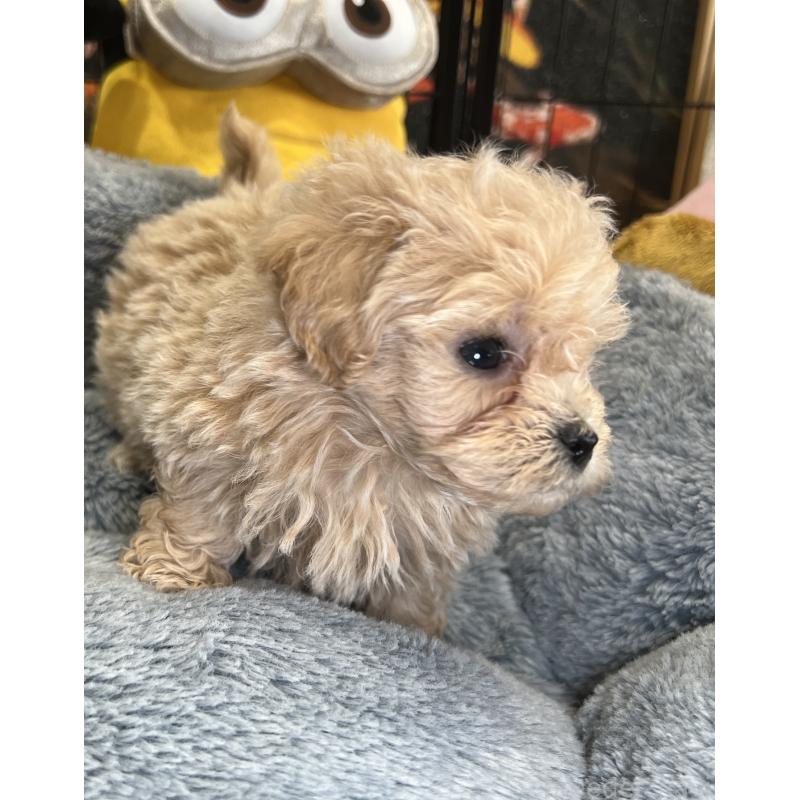 成約済の埼玉県のマルプー:マルチーズ×トイプードル-423080の3枚目