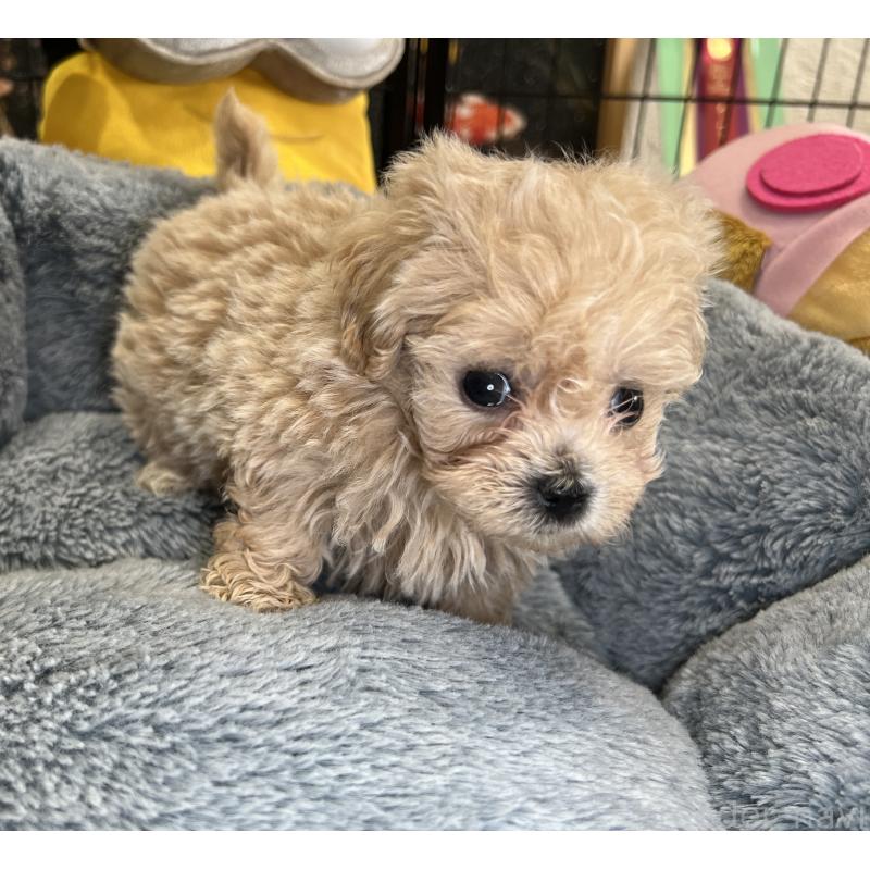 成約済の埼玉県のマルプー:マルチーズ×トイプードル-423080の2枚目