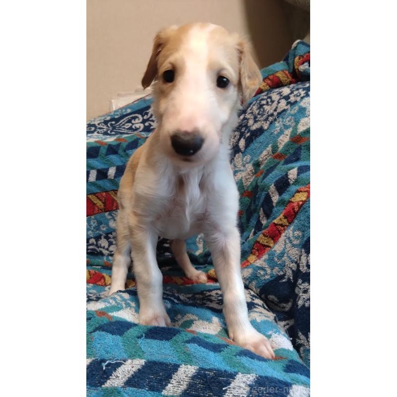 販売中ののボルゾイ-425849