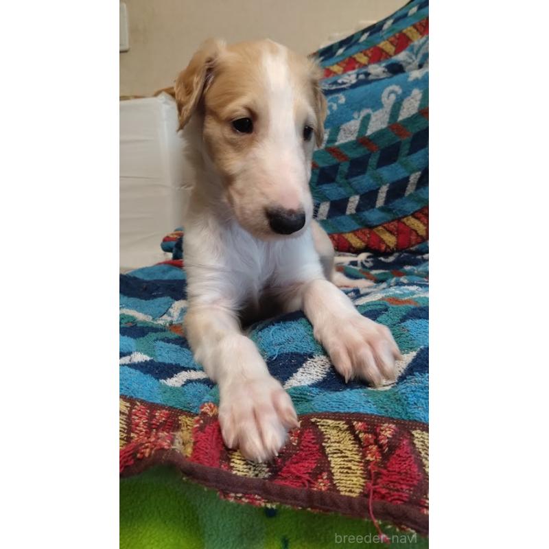 販売中の東京都のボルゾイ-425849の3枚目