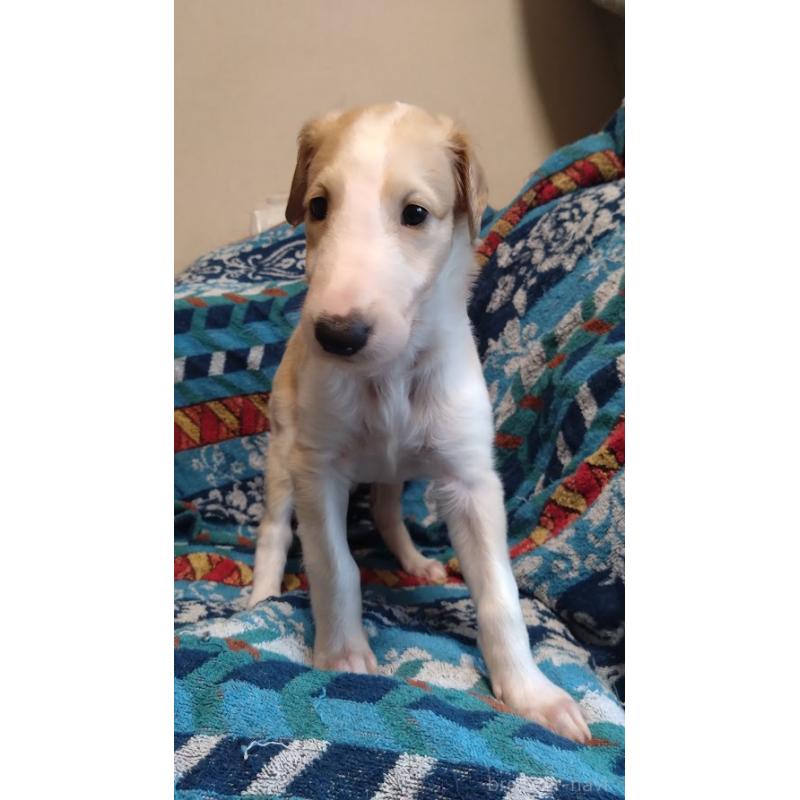 販売中の東京都のボルゾイ-425849の2枚目