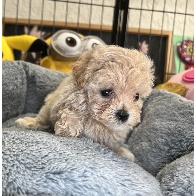 成約済の埼玉県のマルプー:マルチーズ×トイプードル-423077の6枚目