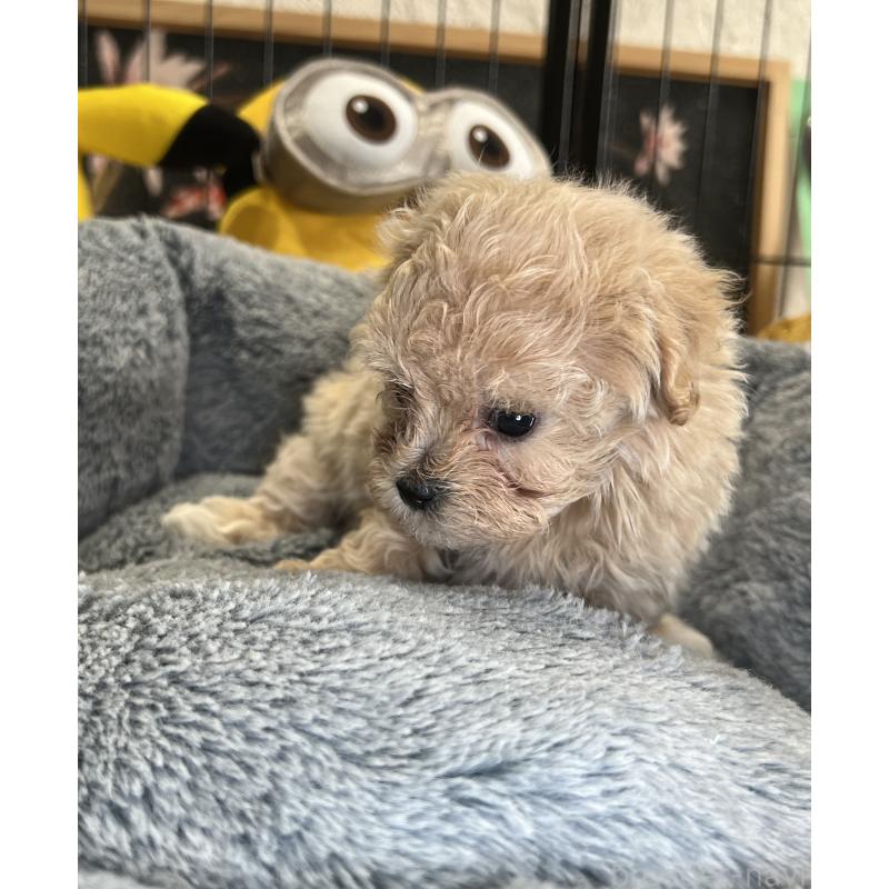 成約済の埼玉県のマルプー:マルチーズ×トイプードル-423077の5枚目