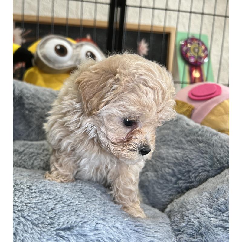 成約済の埼玉県のマルプー:マルチーズ×トイプードル-423077の4枚目