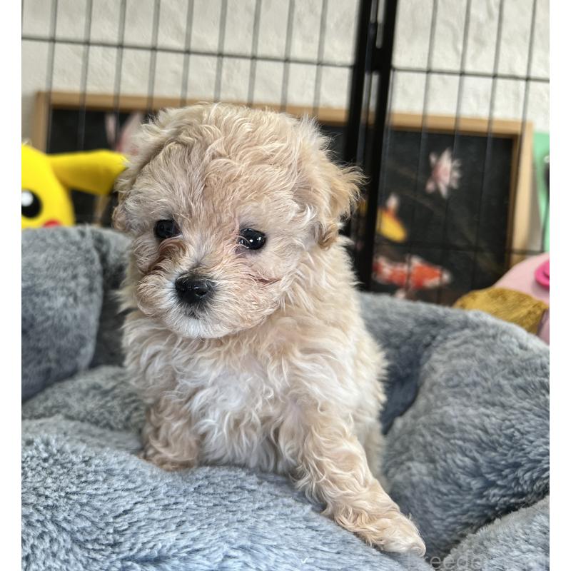 成約済の埼玉県のマルプー:マルチーズ×トイプードル-423077の3枚目