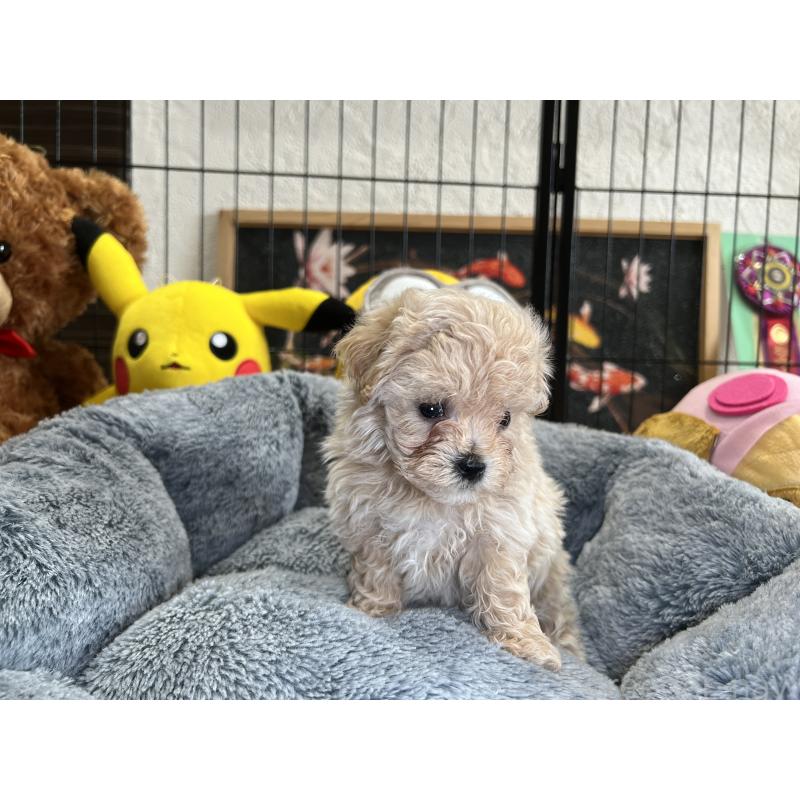 成約済の埼玉県のマルプー:マルチーズ×トイプードル-423077の2枚目