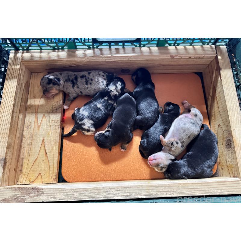 販売中の茨城県のミックス犬-425851の4枚目