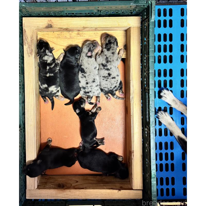 販売中の茨城県のミックス犬-425851の3枚目