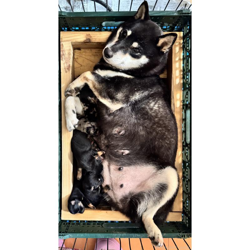 販売中の茨城県のミックス犬-425851の2枚目