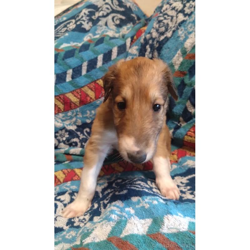 販売中の東京都のボルゾイ-425852の3枚目