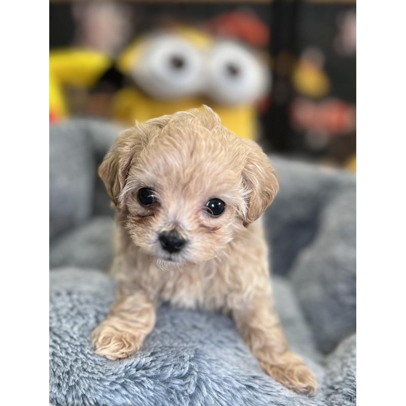 成約済の埼玉県のマルプー:マルチーズ×トイプードル-423075の8枚目