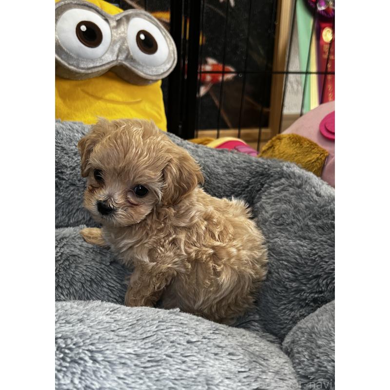 成約済の埼玉県のマルプー:マルチーズ×トイプードル-423075の7枚目