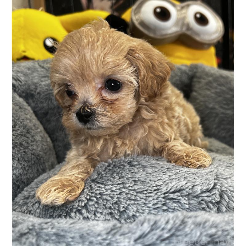 成約済の埼玉県のマルプー:マルチーズ×トイプードル-423075の6枚目