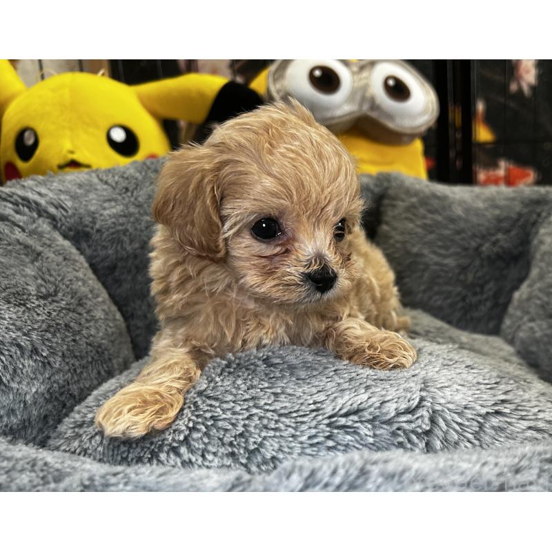 成約済の埼玉県のマルプー:マルチーズ×トイプードル-423075の5枚目