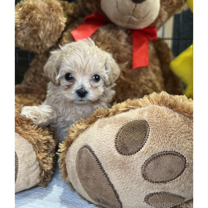 成約済の埼玉県のマルプー:マルチーズ×トイプードル-423075の4枚目