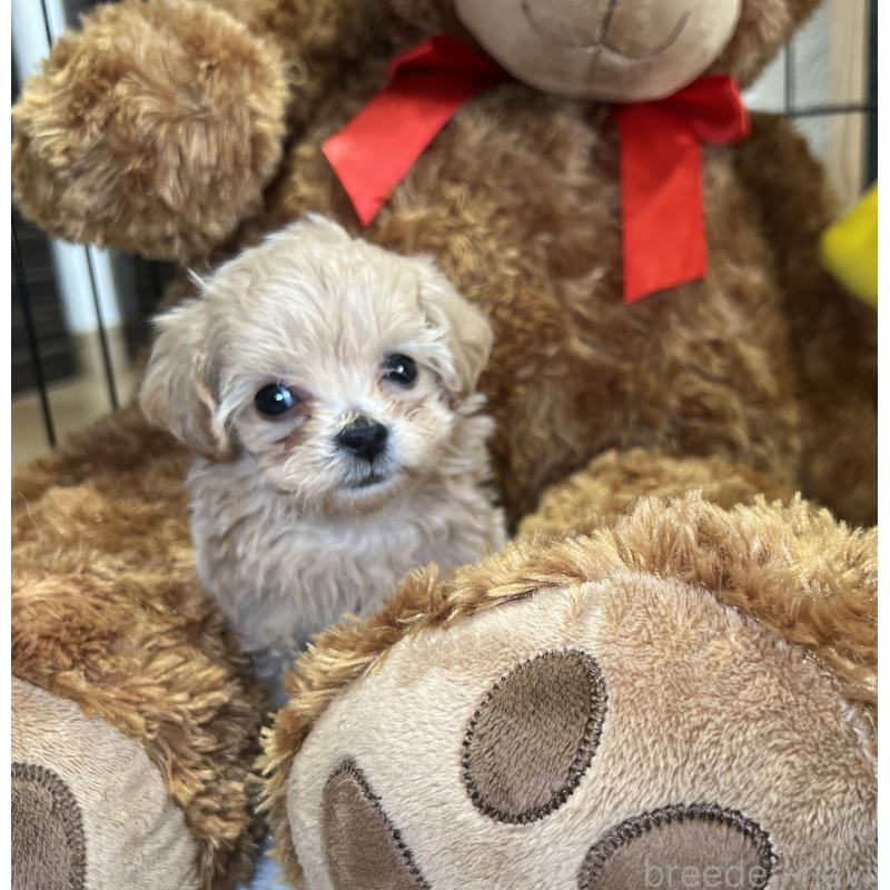 成約済の埼玉県のマルプー:マルチーズ×トイプードル-423075の3枚目