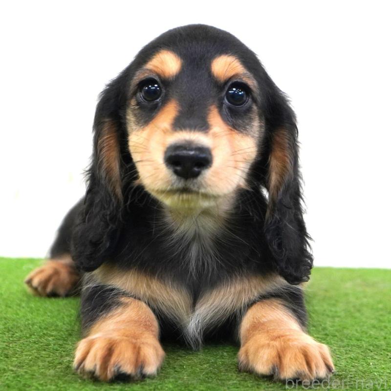 販売中の愛媛県のミニチュアダックスフンド(ロングヘアード)-425850の2枚目