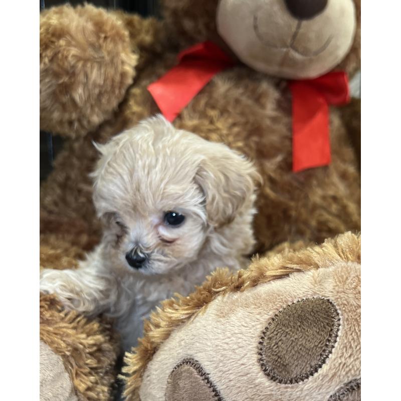 成約済の埼玉県のマルプー:マルチーズ×トイプードル-423075の2枚目