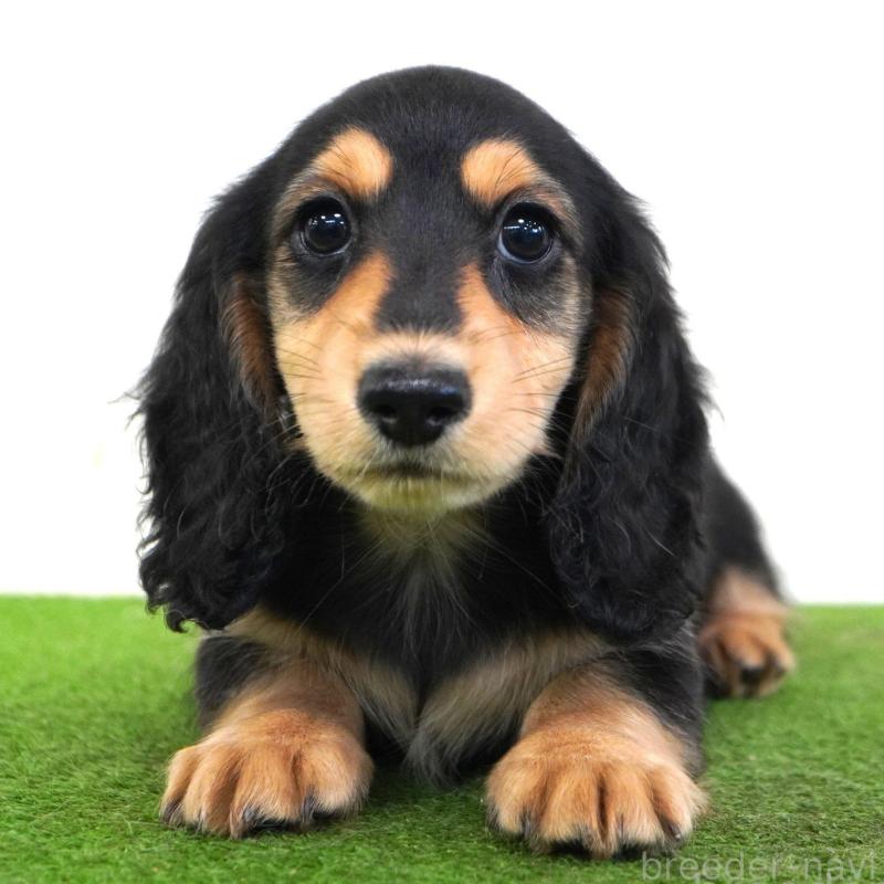 販売中の愛媛県のミニチュアダックスフンド(ロングヘアード)-425850の1枚目