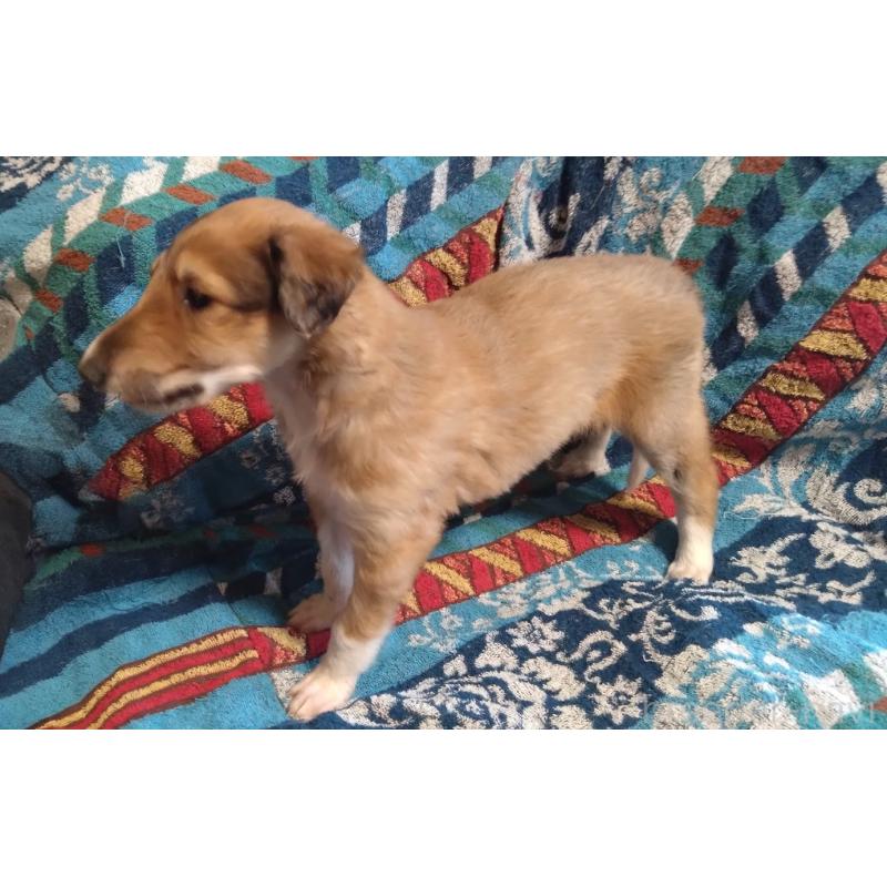 販売中の東京都のボルゾイ-425852の2枚目