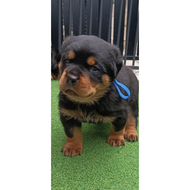 成約済の神奈川県のロットワイラー-424304の3枚目