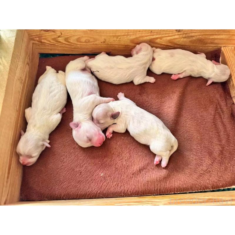 販売中の茨城県のミックス犬-425855の1枚目