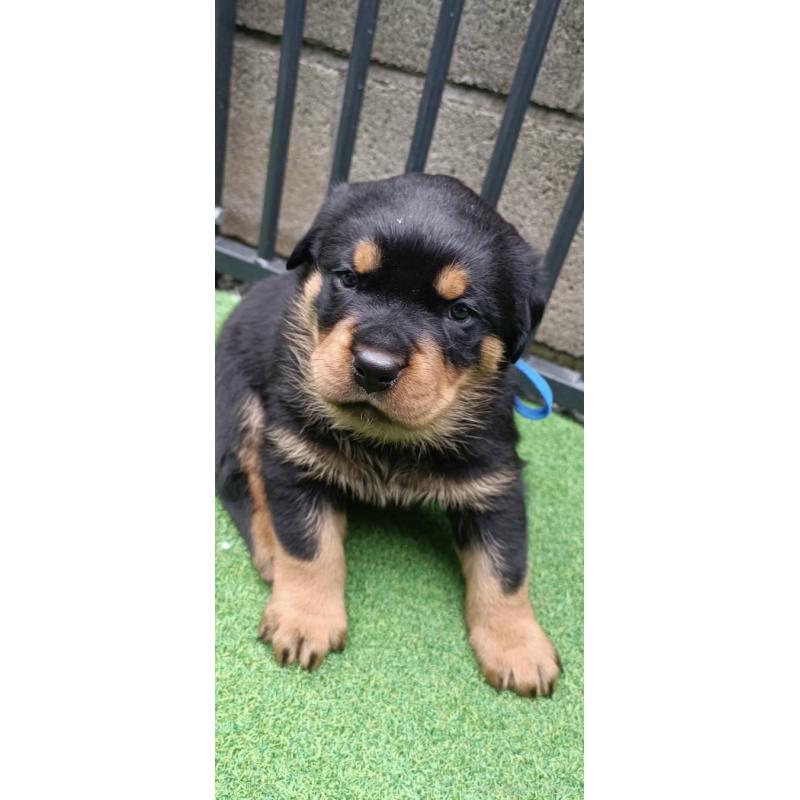 成約済の神奈川県のロットワイラー-424304の2枚目