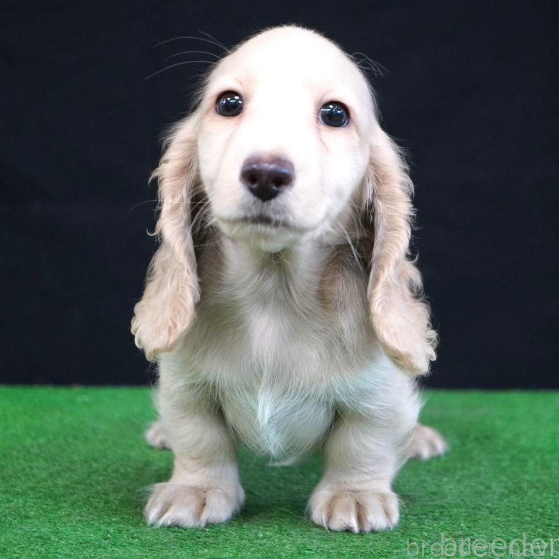 販売中の愛媛県のミニチュアダックスフンド(ロングヘアード)-425853