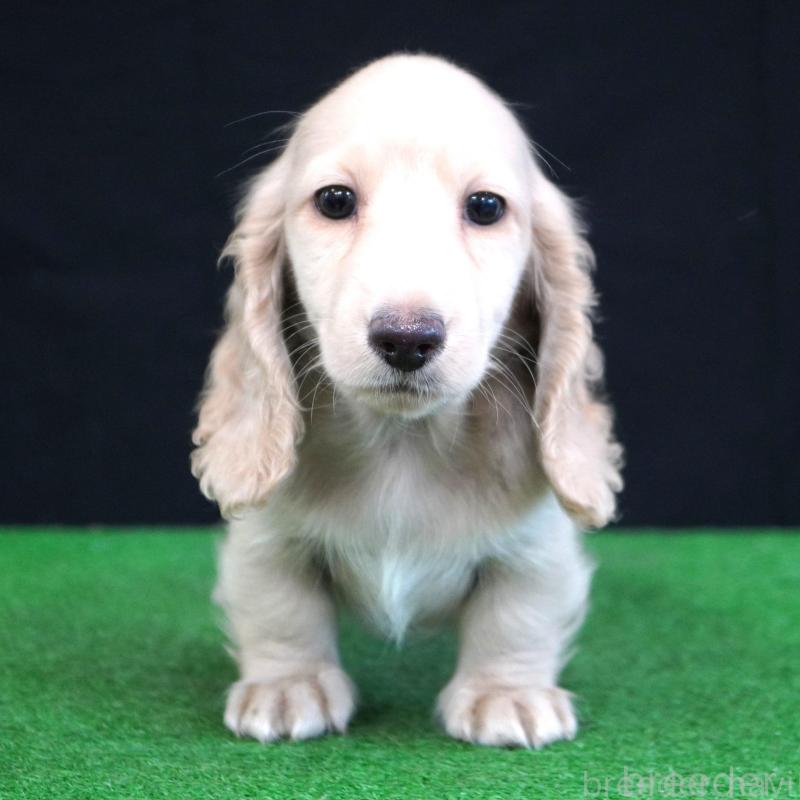 販売中の愛媛県のミニチュアダックスフンド(ロングヘアード)-425853の2枚目