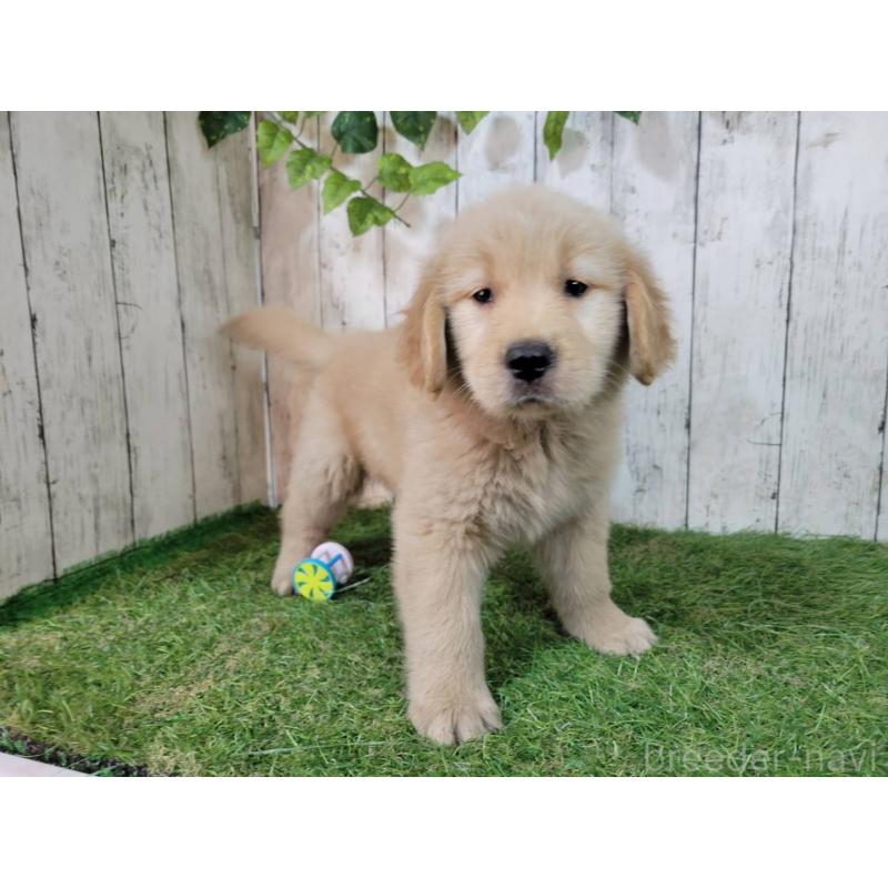 販売中の三重県のゴールデンレトリーバー-425858の5枚目