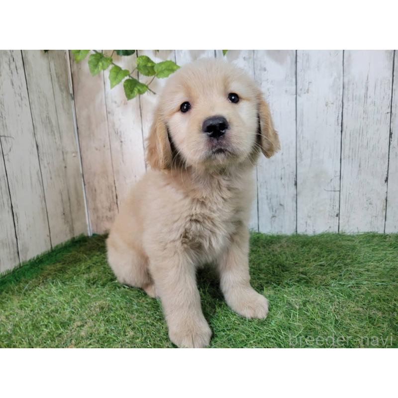 販売中の三重県のゴールデンレトリーバー-425858の4枚目