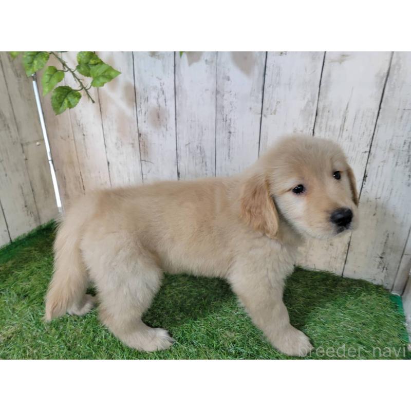 販売中の三重県のゴールデンレトリーバー-425858の3枚目