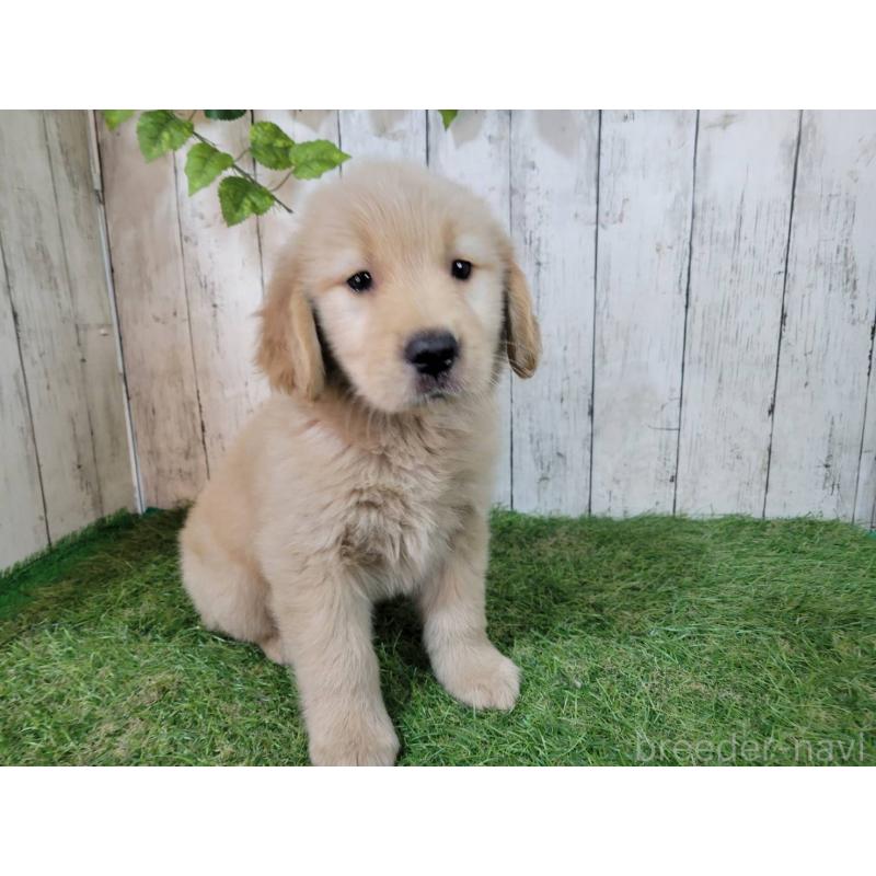 販売中の三重県のゴールデンレトリーバー-425858の2枚目