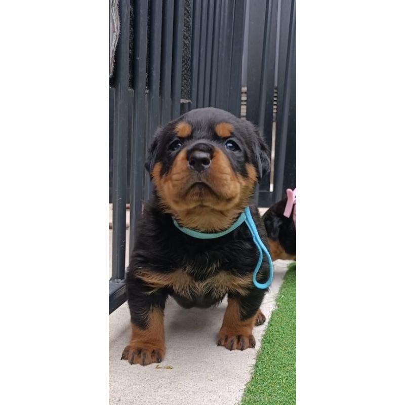 成約済の神奈川県のロットワイラー-424310の4枚目