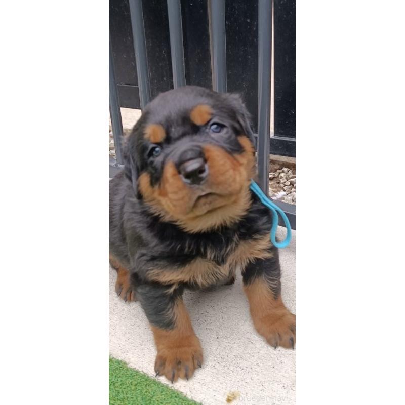 成約済の神奈川県のロットワイラー-424310の3枚目