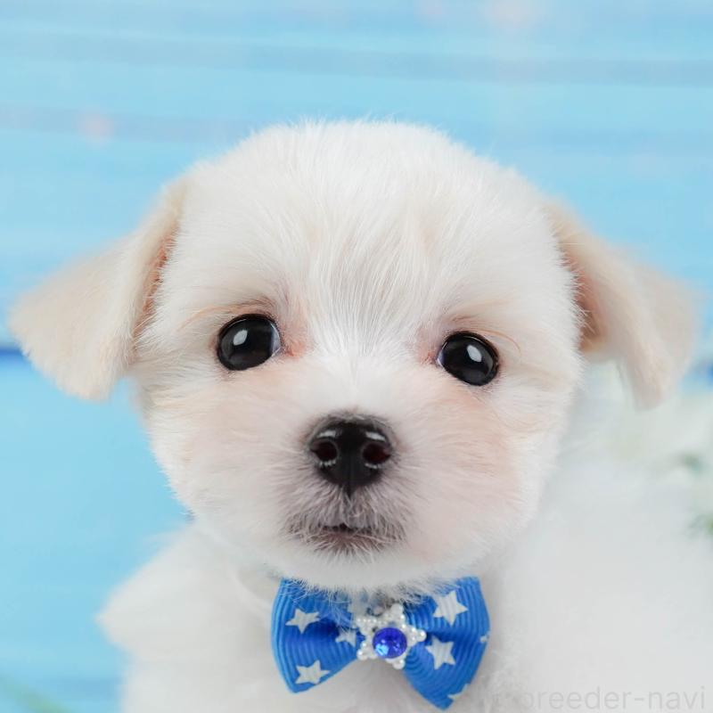 販売中の神奈川県のミックス犬-425860の1枚目